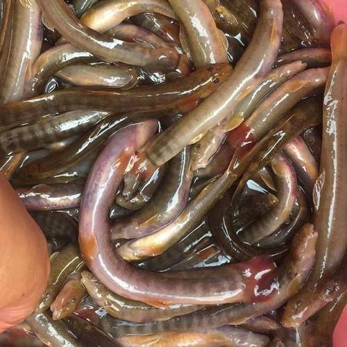 红尾副湫批发采购_红尾副湫供应_红尾副湫价格_红尾副湫批发网 - 惠农