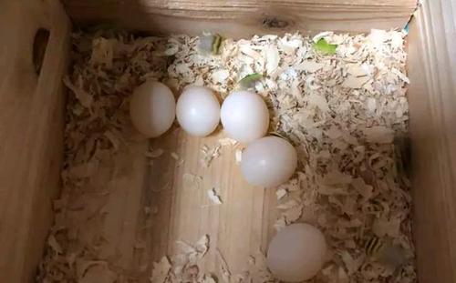 的鹦鹉而心痛时,其实他们也在为繁殖箱中的蛋或者刚刚破壳的幼崽而担