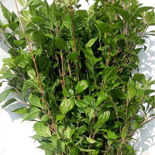 特色野生天然凉粉神仙观音豆腐新鲜树叶 水晶翡翠绿豆腐柴纯叶子