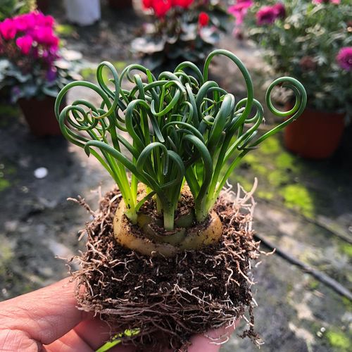 多肉植物盆栽多肉弹簧草肉肉植物室内阳台多肉卷叶细叶弹簧草