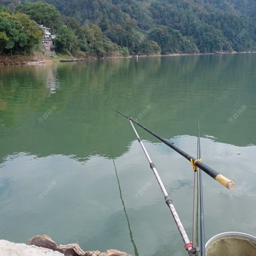 作钓新安江,千岛湖白浪丝光顾