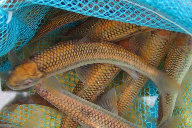 哪种淡水鱼最珍贵最珍贵的几种淡水鱼其中一种你肯定没吃过