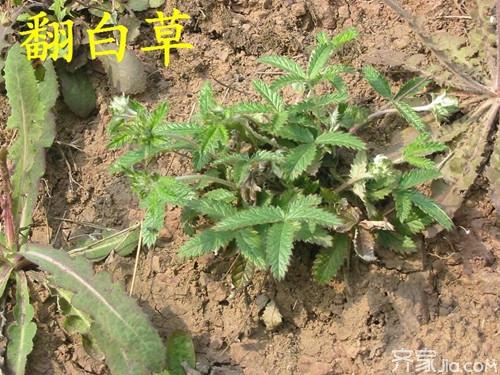 翻白草的功效与作用 翻白草能降血糖吗