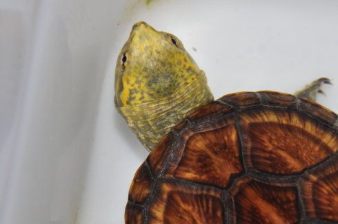 小蝎泽_龟龟世界musk&mud turtles