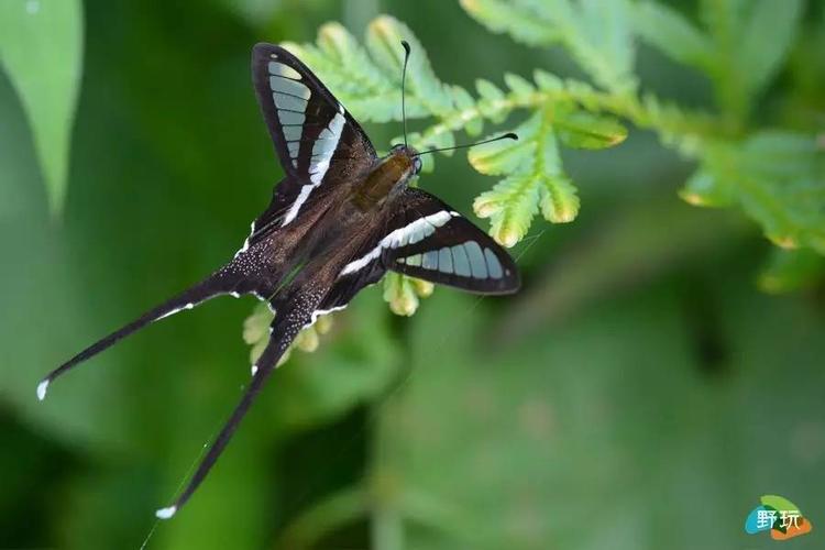 穿晚礼服的燕凤蝶        