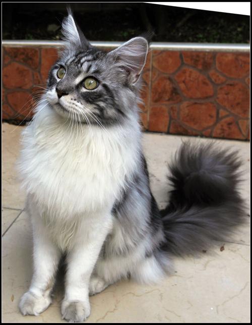 缅因猫是美国猫种当中"猫口"最多的种群,除了其聪颖与活泼广为人知以