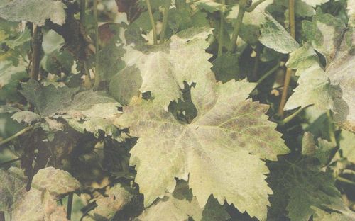 [病害]葡萄卷叶病