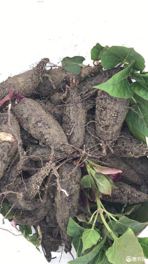 紫茉莉种子 紫茉莉根 入地老鼠 自产自销