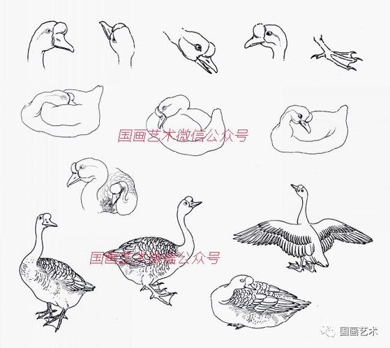一,鹅的身体结构