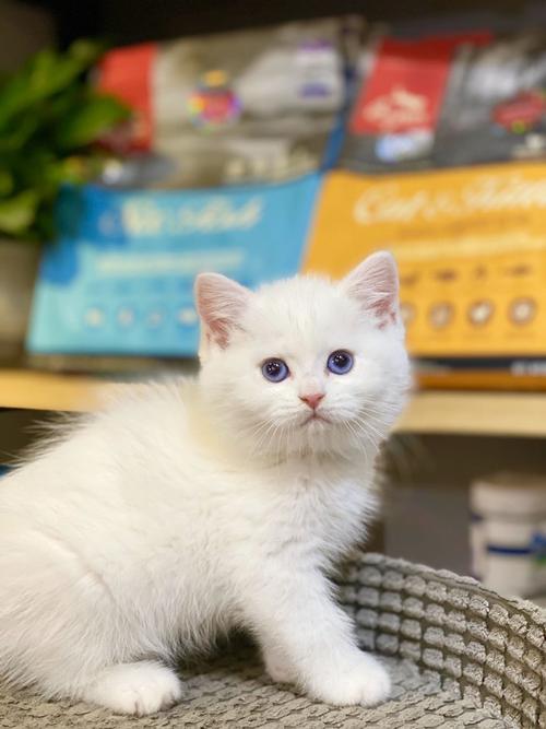 杭州 英短白猫 银点弟弟