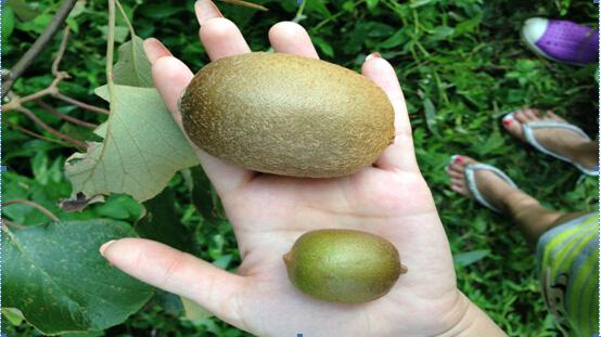 今夏宁波多雨水少光照利于野生猕猴桃生长