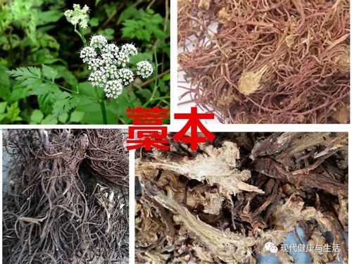 中医中药,藁本的功效及应用