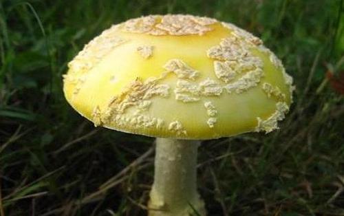 误食毒蘑菇中毒 关于毒蘑菇的n种错误说法