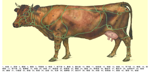 牛体表各部位名称