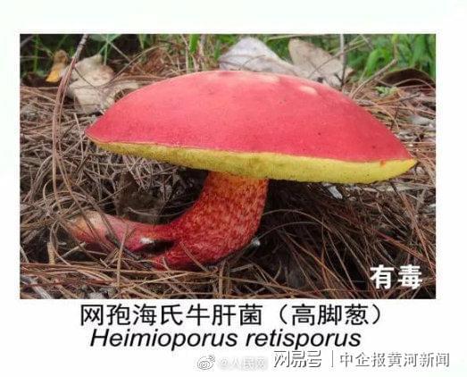 转发注意!有毒野生菌种类一览