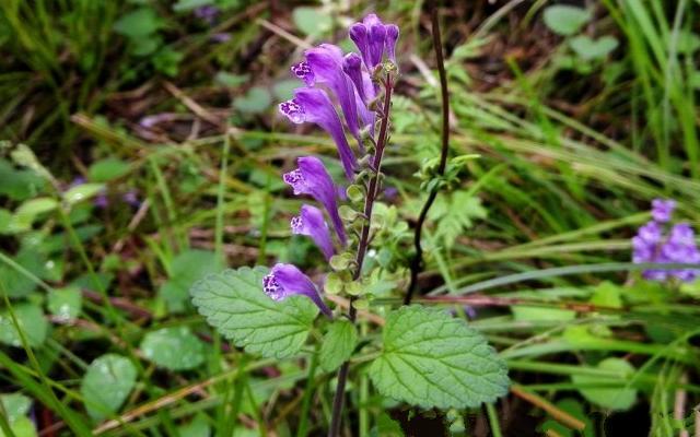 此为韩信草,今天说出价值和外貌,请珍惜,60元一斤