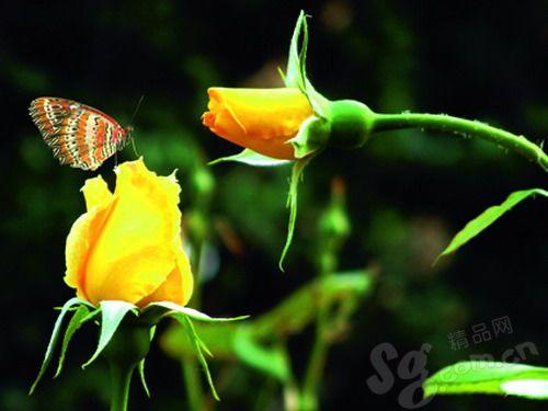 陶然亭赏月季 票价:2元,学生票1元