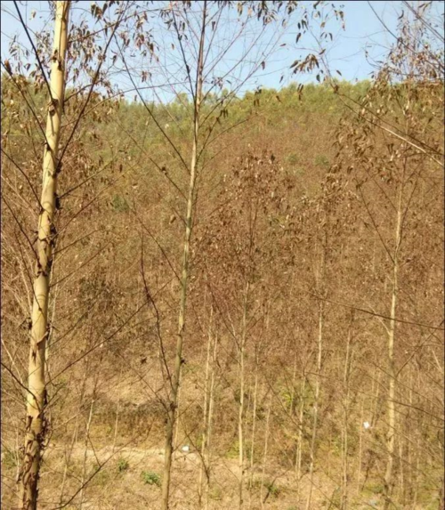 桉树病害 - 广桉专业