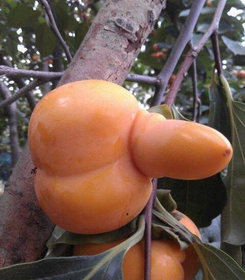 男人 如何锻炼睾丸,你知道多少