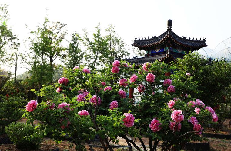 莒县丽正园牡丹