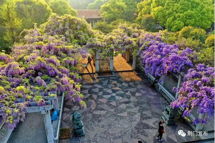 荆门城区惊现紫藤花海!不要门票!超梦幻,快来拍照!