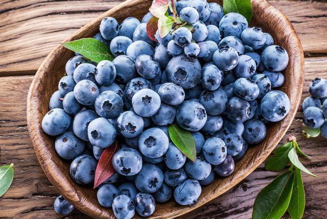 阳台种棵蓝莓老果农教你怎么养结果香甜不涩口