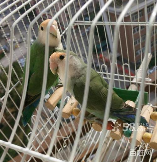 出售一对绿金顶牡丹鹦鹉,熟对七个月,即将繁殖