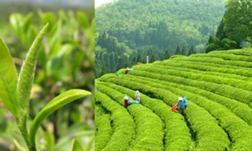 宁乡沩山毛尖茶