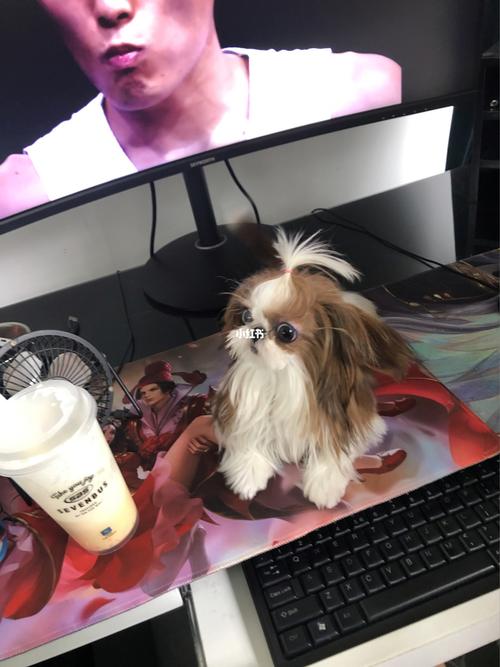 西施犬_西施_宠物_狗