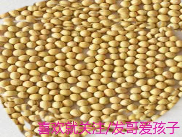 2,减肥排毒:边玩手机边踩黄豆