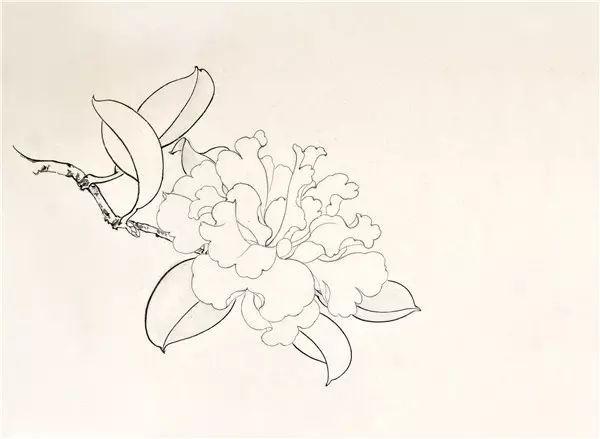 何迪教你画茶花