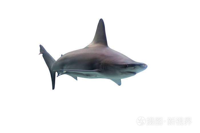 白底鲨鱼