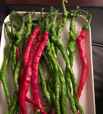 浏阳葛家鸡肠子辣椒