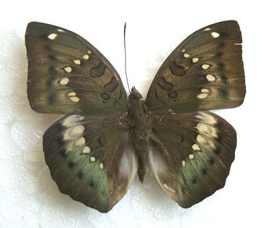 蝴蝶标本批发创意礼物工艺品嘉翠蛱蝶新品热卖送礼装饰科普定制商品