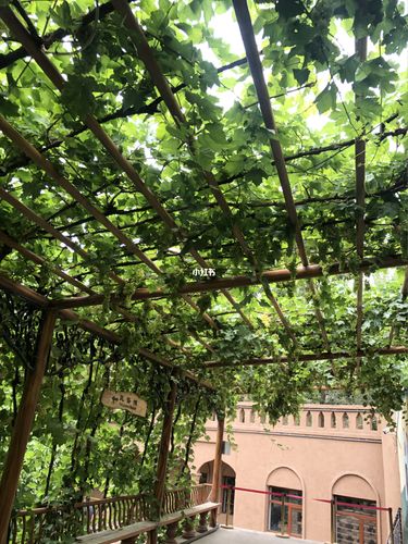 吐鲁番葡萄沟_吐鲁番葡萄沟风景区_果干_牛肉干_干果