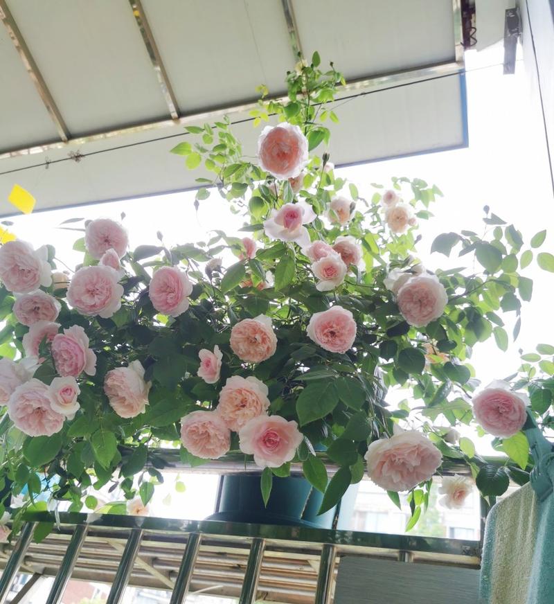 月季花界的"仙女"—威基伍德,又美又仙,浓香四溢,阳台