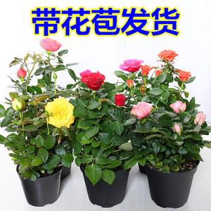 进口欧月微型月季花苗玫瑰花盆栽玫瑰花苗阳台四季花卉蔷薇花