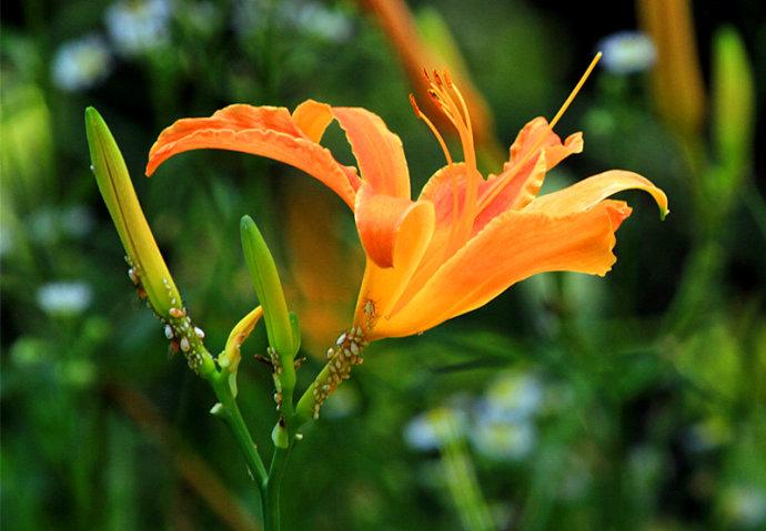 金针花(组图)