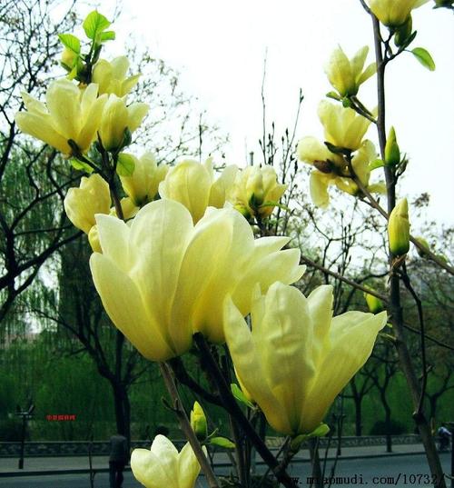 阳春金成园艺-白玉兰急出货_广东玉兰苗木_玉兰花图片