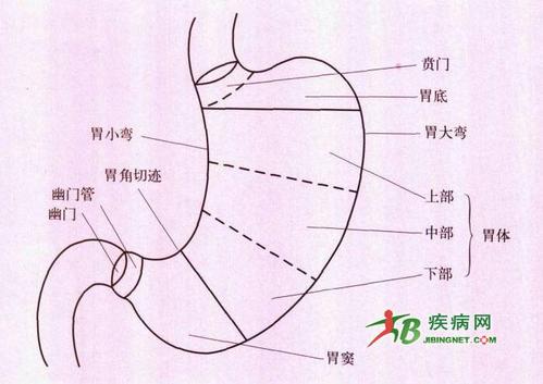 胃窦是什么意思