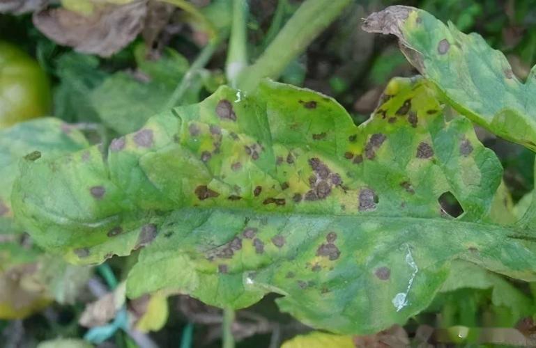 揭秘炭疽病的爆发原因,防治更简单