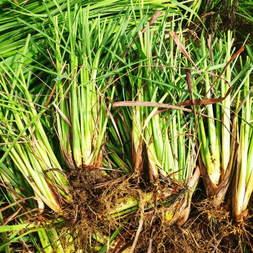简牧 香茅草苗 柠檬草种苗盆栽 泰国冬阴功香茅苗绿色植物绿植花卉d7