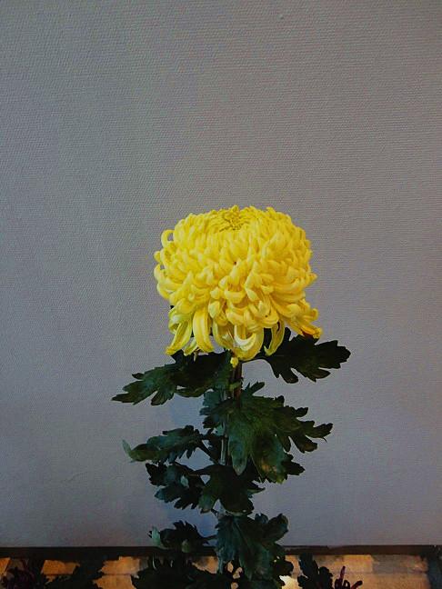 参观菊展61盆栽菊花61植物景观随拍