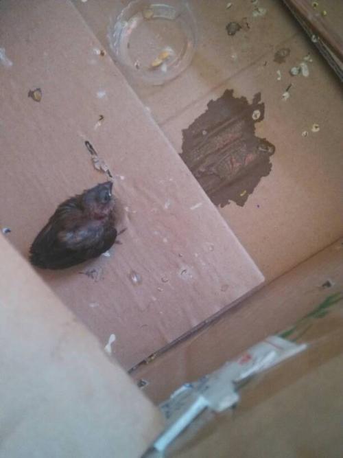 野生的小白腰文鸟怎么养?怎么手养,一放出来就会飞