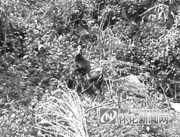 芷江佰瀑峡景区惊现疑似珍稀物种麂子