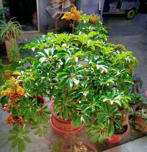 赞老兄发财树开花