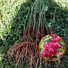 现货供应 多花四季蔷薇幼苗 绿化盆栽月季苗 品种齐蔷薇小苗批发