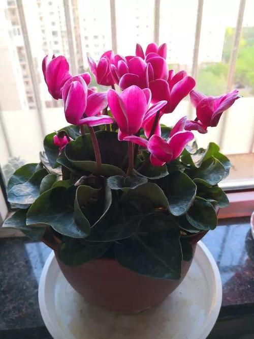 仙客来,长寿花开败后,抓紧剪一剪,撒点它,还能再开2次!