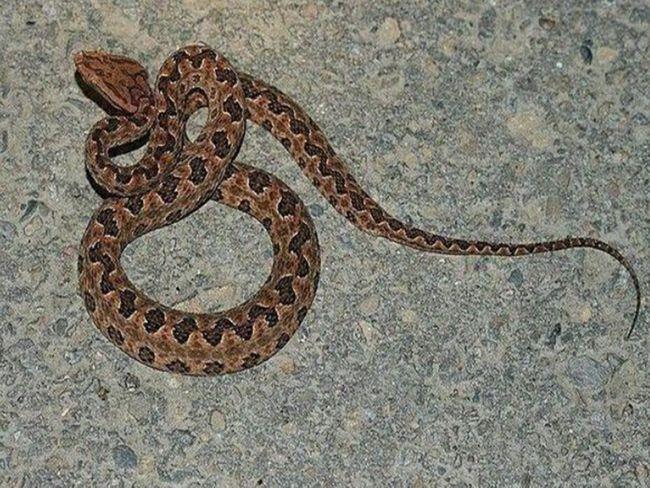 80岁大爷被蛇咬后将蛇弄死,如果蛇是保护动物,他的行为算犯罪吗