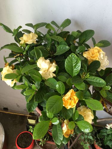 我的栀子花花蕾枯萎,根里干掉了,什么原因,咋预防治疗